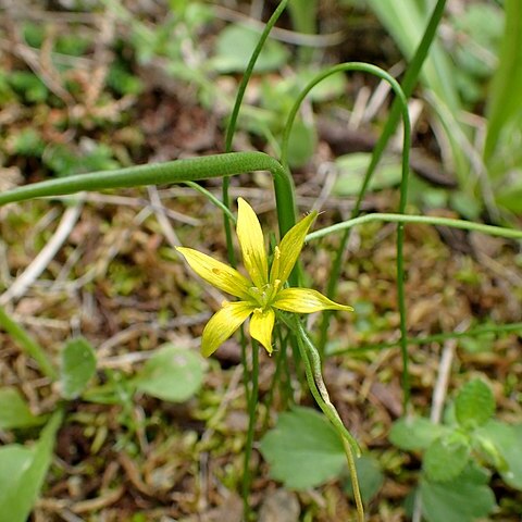 Gagea peduncularis unspecified picture