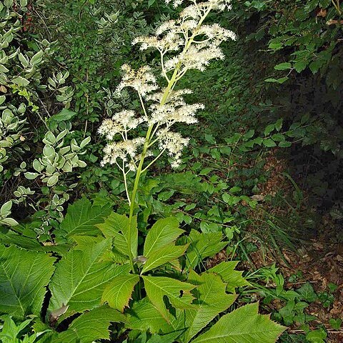 Rodgersia unspecified picture