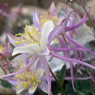 Aquilegia scopulorum unspecified picture