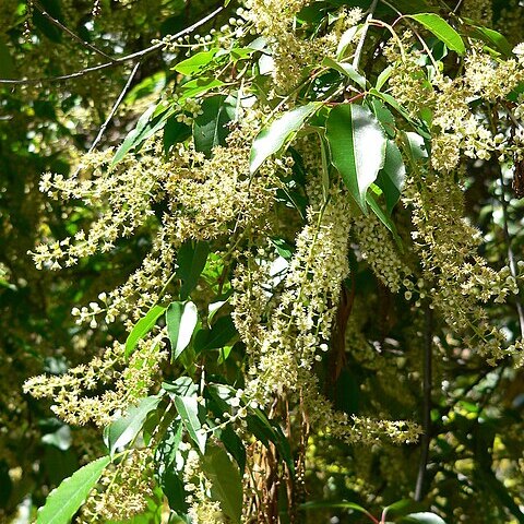 Prunus brachybotrya unspecified picture