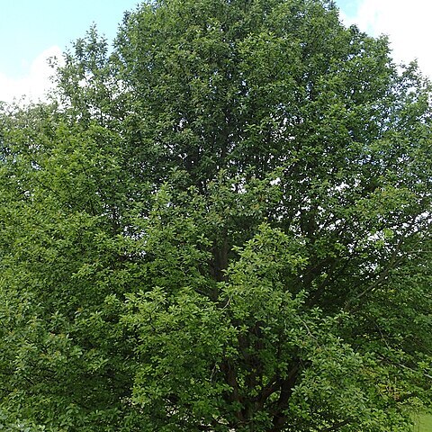 Sorbus turkestanica unspecified picture