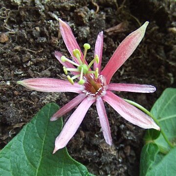 Passiflora sanguinolenta unspecified picture