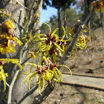 Hamamelis japonica unspecified picture