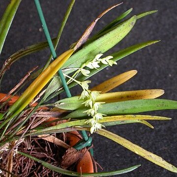 Acianthera hygrophila unspecified picture