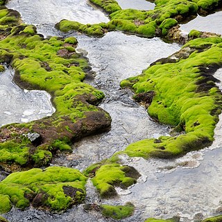 Jungermannia vulcanicola unspecified picture