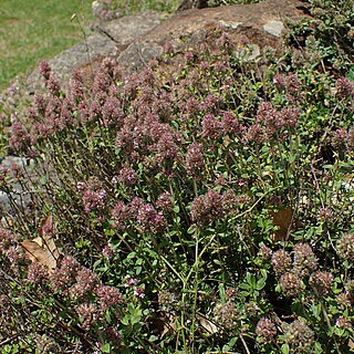 Thymus degenii unspecified picture