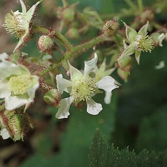 Rubus guentheri unspecified picture