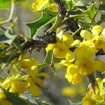 Berberis harrisoniana unspecified picture