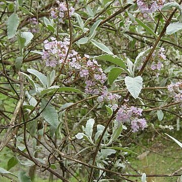 Buddleja crispa unspecified picture