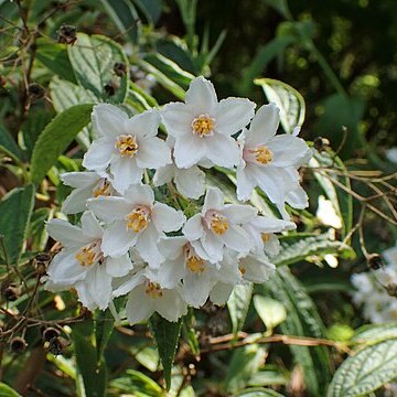 Deutzia discolor unspecified picture