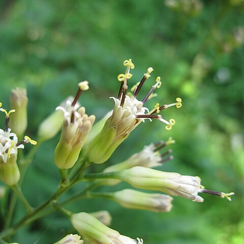 Syneilesis palmata unspecified picture