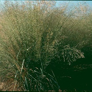 Eragrostis trichodes unspecified picture