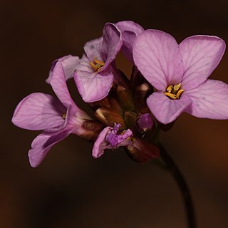 Arabis aculeolata unspecified picture