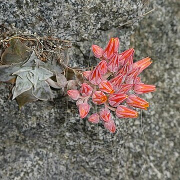 Dudleya cymosa subsp. pumila unspecified picture