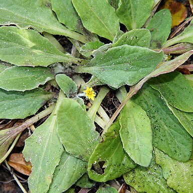 Cymbonotus lawsonianus unspecified picture