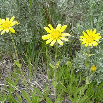 Arnica sororia unspecified picture