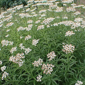 Achillea biserrata unspecified picture