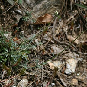 Anthemis cretica subsp. calabrica unspecified picture