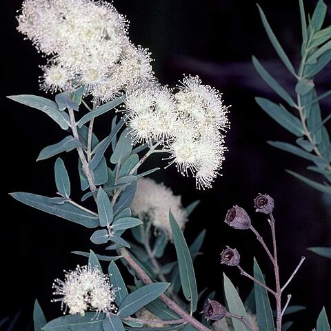 Angophora melanoxylon unspecified picture