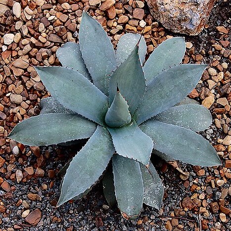 Agave parrasana unspecified picture