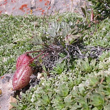 Astragalus platytropis unspecified picture