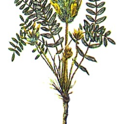 Astragalus dasyanthus unspecified picture