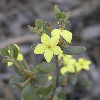 Asterolasia squamuligera unspecified picture