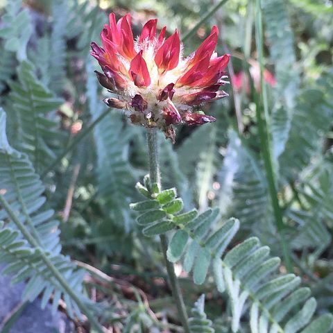 Astragalus cedreti unspecified picture