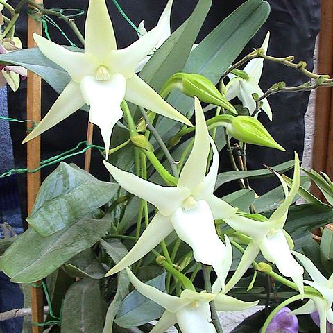 Angraecum sesquipedale unspecified picture