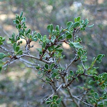 Atraphaxis spinosa unspecified picture