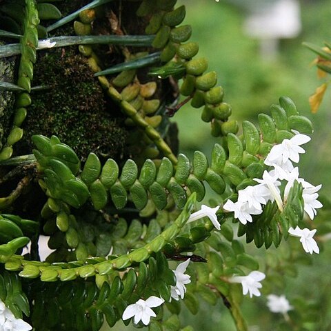 Angraecum distichum unspecified picture