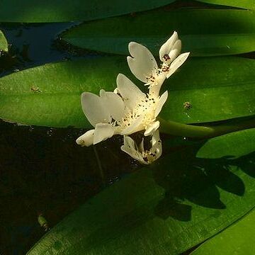 Aponogetonaceae unspecified picture