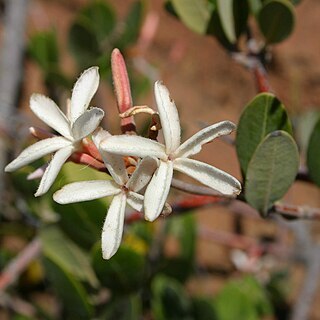 Ancylobothrys capensis unspecified picture