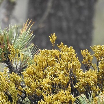 Arceuthobium globosum unspecified picture