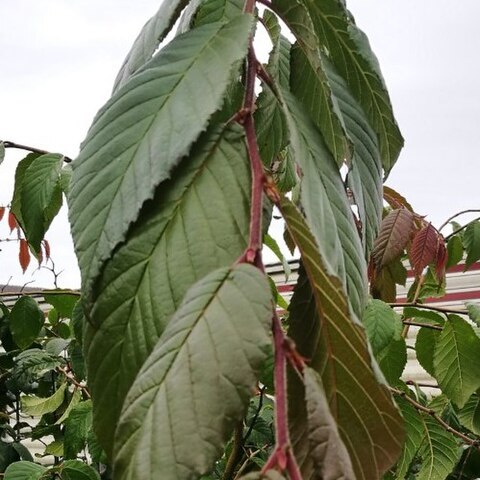 Ulmus lanceifolia unspecified picture