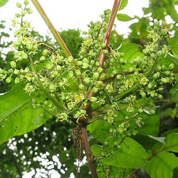 Toxicodendron orientale unspecified picture