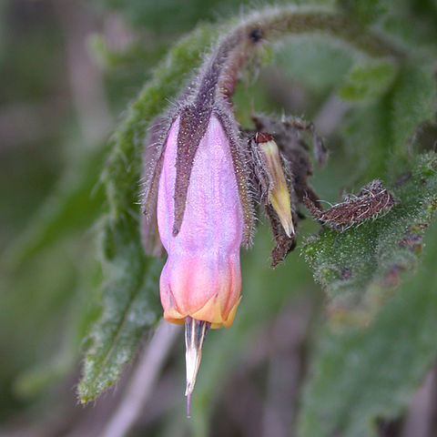 Podonosma orientalis unspecified picture