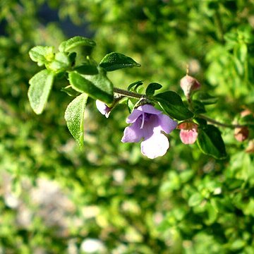 Prostanthera incisa unspecified picture