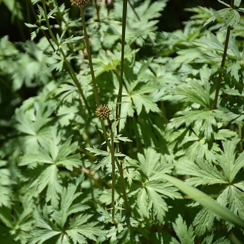 Trollius yunnanensis unspecified picture