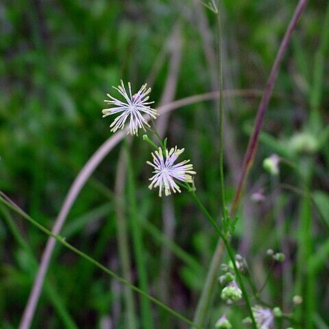 Thalictrum cooleyi unspecified picture