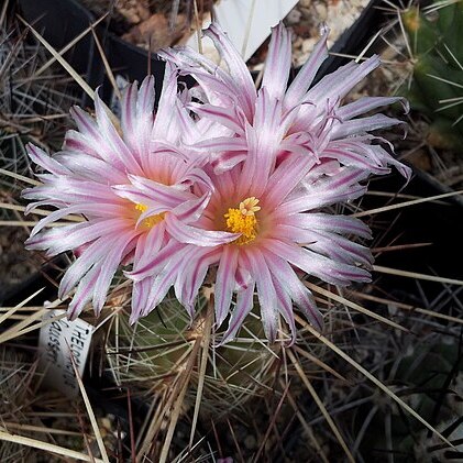 Thelocactus lausseri unspecified picture