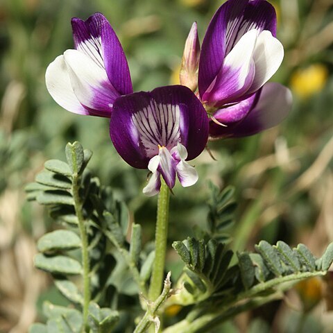 Astragalus nuttallianus unspecified picture