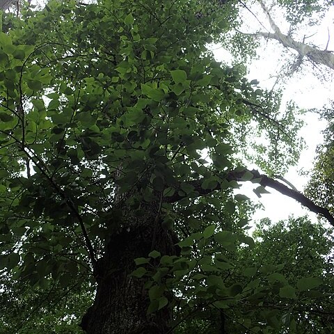 Populus yunnanensis unspecified picture