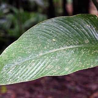 Philodendron guttiferum unspecified picture