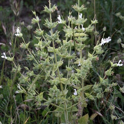 Salvia macrosiphon unspecified picture