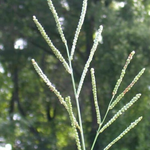 Paspalum floridanum unspecified picture