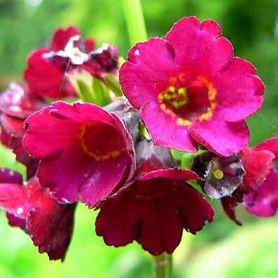 Primula anisodora unspecified picture