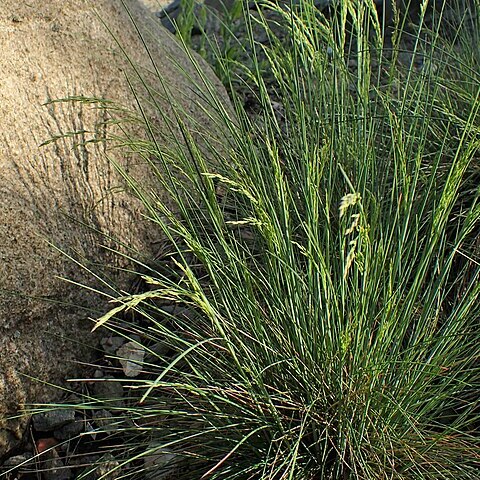 Festuca tatrae unspecified picture