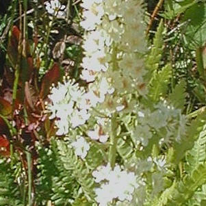 Stenanthium densum unspecified picture