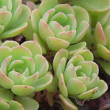 Sedum glaucophyllum unspecified picture